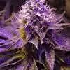 Purple Haze Seeds | Purple Haze Strain Feminized | The Seed Fair