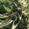 Skunk Kush Seeds | Skunk Kush Strain Feminized | The Seed Fair