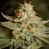 Sour Diesel Regular Cannabis Seeds | Sour Diesel Strain | The Seed Fair