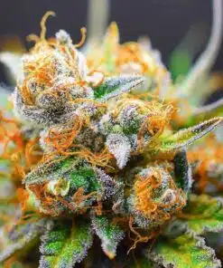 Tangerine Dream AutoFlower Seeds | Tangerine Dream Strain | The Seed Fair