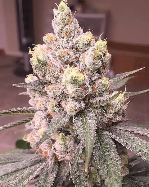 Tangie Feminized Cannabis Seeds | Tangie Strain | The Seed Fair