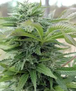 Afghan Auto Flower Seeds | Afghan Strain Feminized | The Seed Fair