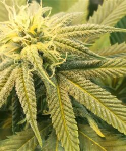 Afgoo Feminized Cannabis Seeds | Afgoo Seeds Feminized | The Seed Fair