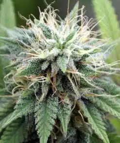 AK Auto Flower Seeds | AK Strain Feminized Seeds | The Seed Fair