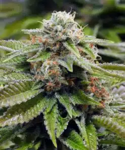 Alien Gorilla Glue Feminized Cannabis Seeds | Alien Gorilla Strain | The Seed Fair