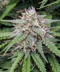 Amnesia Feminized Cannabis Seeds | Amnesia Strain | The Seed Fair