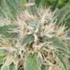 Amnesia Lemon Regular Cannabis Seeds | Amnesia Regular Strain | The Seed Fair