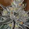 Animal Crackers Feminized Cannabis Seeds | Animal Crackers Strain | The Seed Fair