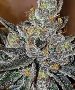 Animal Crackers Feminized Cannabis Seeds | Animal Crackers Strain | The Seed Fair