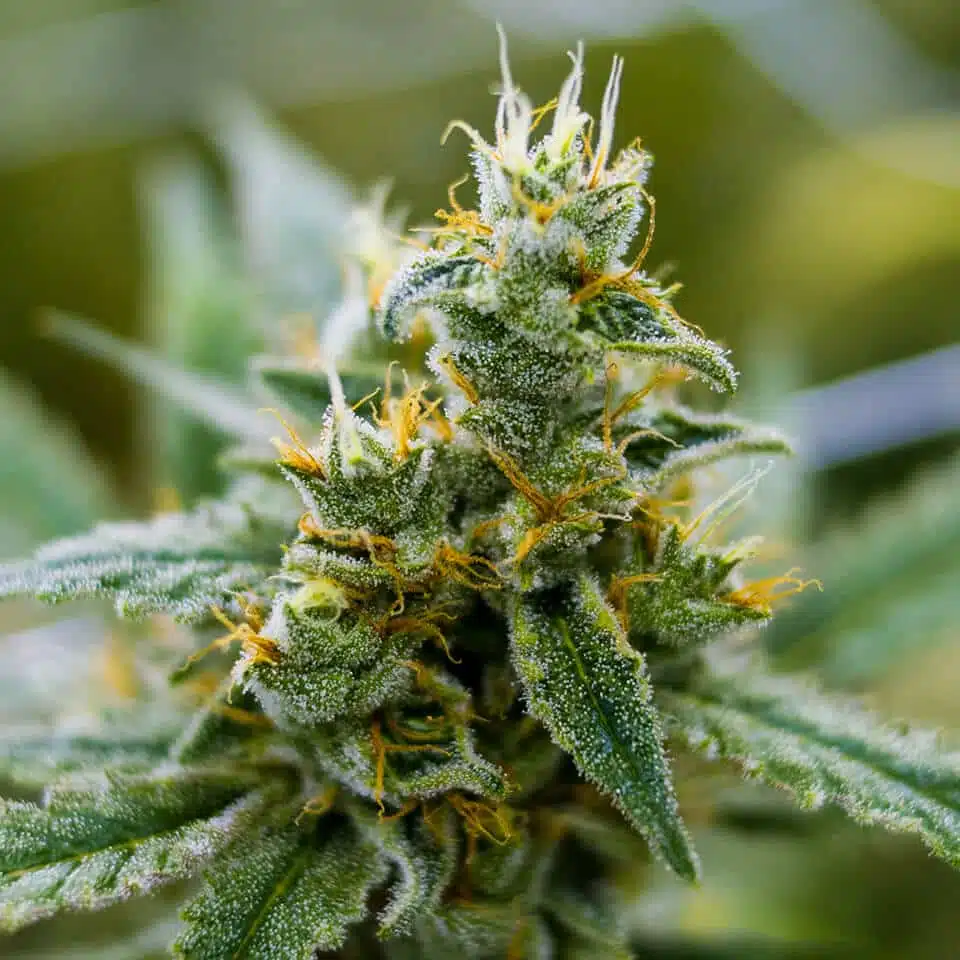 Banana OG Feminized Cannabis Seeds | Banana OG Strain | The Seed Fair