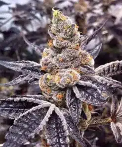 CBD Black Diesel 1 to1 Feminized Cannabis Seeds | CBD Black Diesel | The Seed Fair