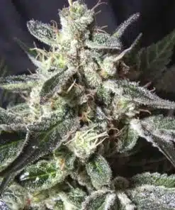 Black Jack Auto-Flowering Cannabis Seeds | Black Jack Strain | The Seed Fair
