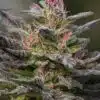 Blue Amnesia Auto-Flowering Cannabis Seeds | Blue Amnesia Strain | The Seed Fair