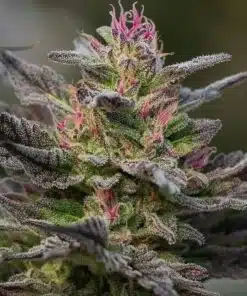 Blue Amnesia Auto-Flowering Cannabis Seeds | Blue Amnesia Strain | The Seed Fair