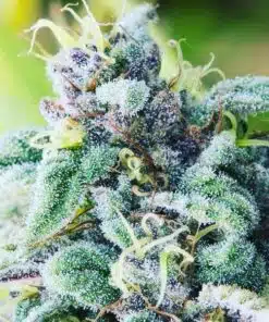 Blue Cheese Feminized Cannabis Seeds | Blue Cheese Strain | The Seed Fair
