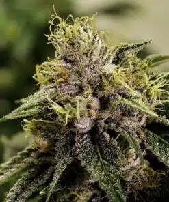 Blue Fruit Auto-Flowering Cannabis Seeds | Blue Fruit Strain | The Seed Fair