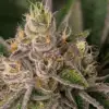 Blueberry Kush Seeds | Blueberry Kush Strain Feminized | The Seed Fair