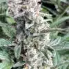 Bubble Gum Auto Flower Seeds | Bubble Gum Strain Feminized | The Seed Fair