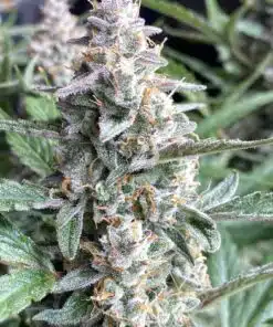 Bubble Gum Auto Flower Seeds | Bubble Gum Strain Feminized | The Seed Fair