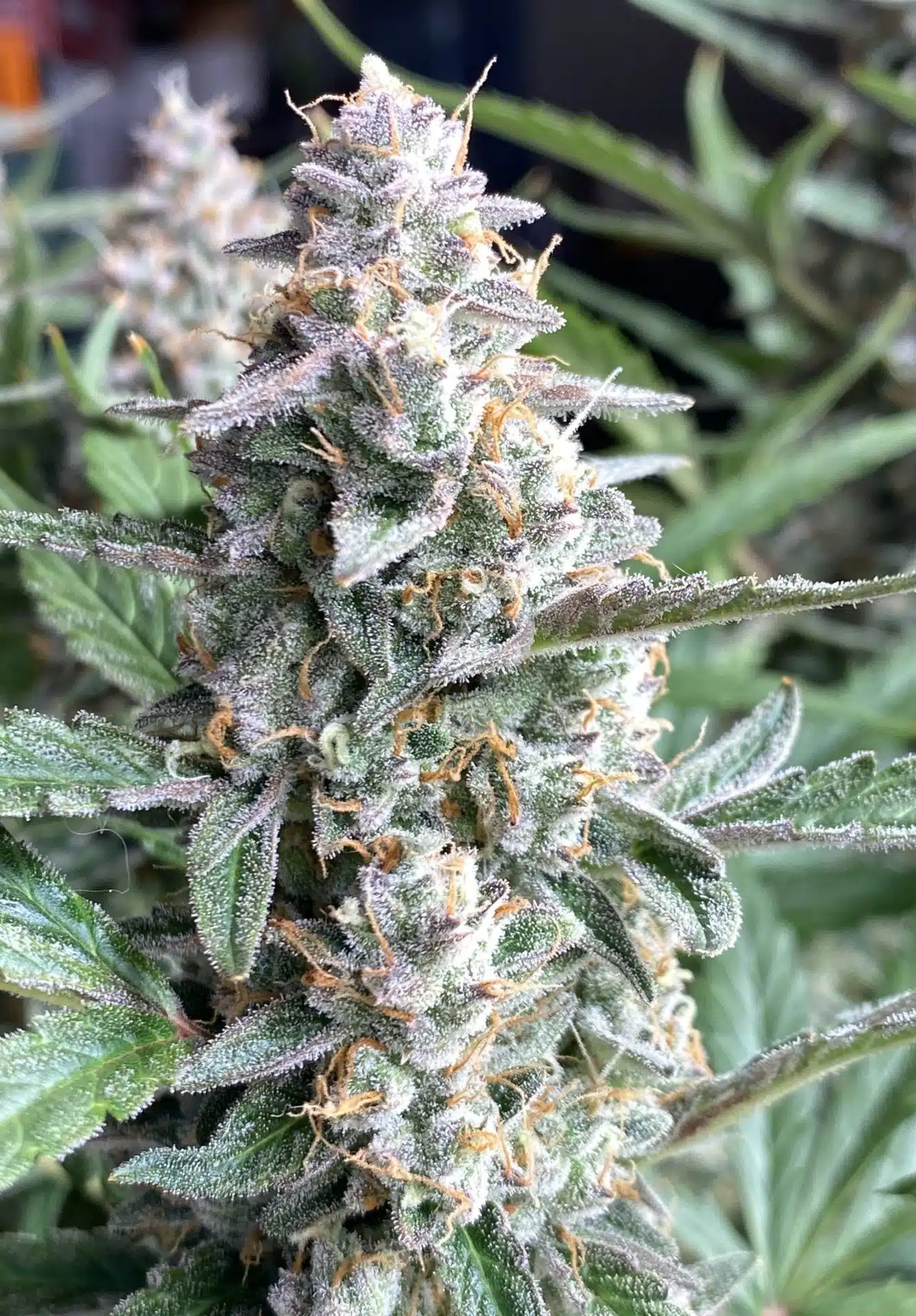 Bubble Gum Auto Flower Seeds | Bubble Gum Strain Feminized | The Seed Fair