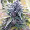 Candy Kush Auto Flower Seeds | Candy Kush Strain Feminized | The Seed Fair