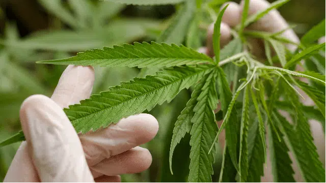 Are Your Cannabis Leaves Curling Down | How To Fix Guide | The Seed Fair