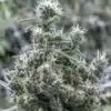 Cannatonic Feminized Cannabis Seeds | Cannatonic Strain | The Seed Fair