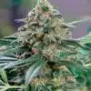 CBD Kush Auto-Flowering Cannabis Seeds | CBD Kush Strain | The Seed Fair