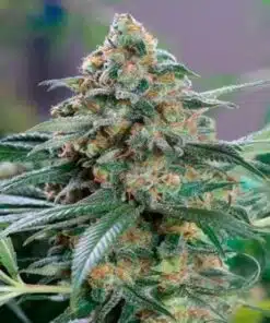 CBD Kush Auto-Flowering Cannabis Seeds | CBD Kush Strain | The Seed Fair