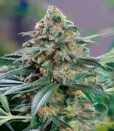 CBD Kush Auto-Flowering Cannabis Seeds | CBD Kush Strain | The Seed Fair