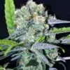 CBD Shark Medical Seeds | CBD Strain Feminized Seeds | The Seed Fair