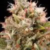 CBD Chemdog #4 Feminized Cannabis Seeds | CBD Chemdog Strain | The Seed Fair