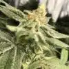 Chernobyl Feminized Cannabis Seeds | Chernobyl Strain | The Seed Fair