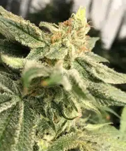 Chernobyl Feminized Cannabis Seeds | Chernobyl Strain | The Seed Fair