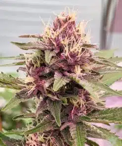 Cherry Pie Feminized Cannabis Seeds | Cherry Pie Strain | The Seed Fair