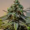 Cinderella 99 Seeds | Cinderella 99 Strain Feminized | The Seed Fair