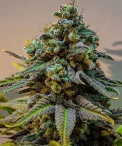 Cinderella 99 Seeds | Cinderella 99 Strain Feminized | The Seed Fair