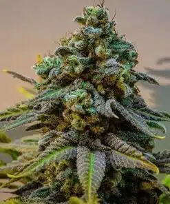 Cinderella 99 Seeds | Cinderella 99 Strain Feminized | The Seed Fair