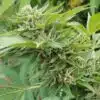 CBD Cream & Cheese Feminized Cannabis Seeds | CBD Cream Strain | The Seed Fair
