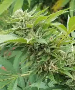 CBD Cream & Cheese Feminized Cannabis Seeds | CBD Cream Strain | The Seed Fair