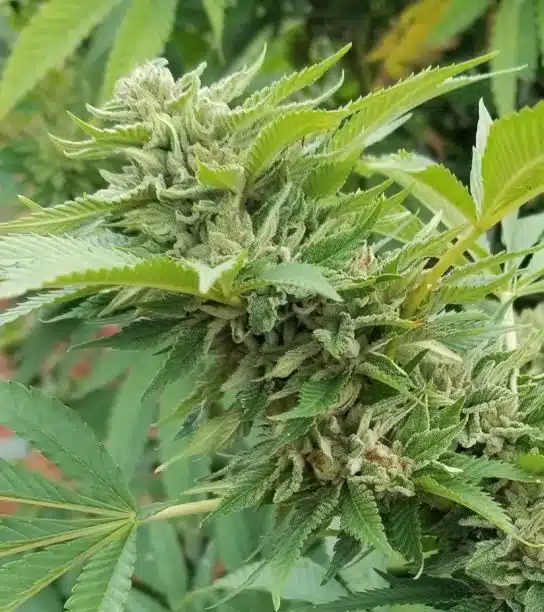 CBD Cream & Cheese Feminized Cannabis Seeds | CBD Cream Strain | The Seed Fair