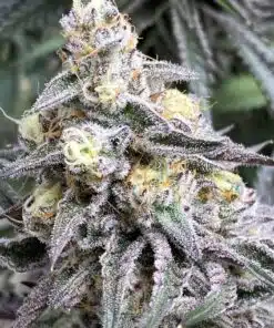 Cream Candy Auto-Flowering Cannabis Seeds | Cream Candy Strain | The Seed Fair