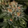 Critical Kush strain for Nausea