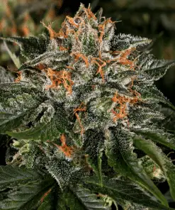 Critical Kush strain for Nausea