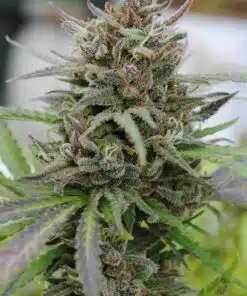 Dancehall Feminized Cannabis Seeds | Dancehall Strain | The Seed Fair