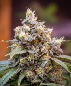Death Star Seeds | Death Star Strain Feminized Seeds | The Seed Fair