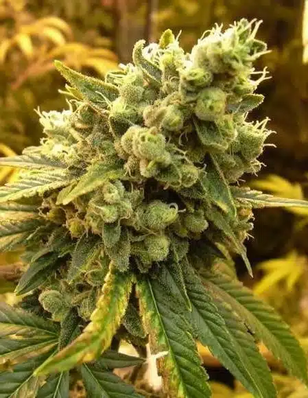 Diesel Auto-Flowering Cannabis Seeds | Diesel Strain | The Seed Fair