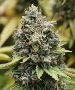 Diesel Feminized Cannabis Seeds | Diesel Strain Feminized | The Seed Fair