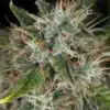 Double Dream Feminized Cannabis Seeds | Double Dream Strain | The Seed Fair
