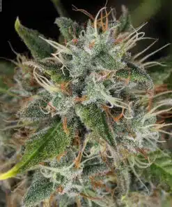 Double Dream Feminized Cannabis Seeds | Double Dream Strain | The Seed Fair
